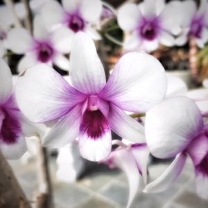 Meet your Poshers, Rodney and Bobby